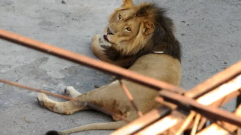León vomita parásitos en zoológico de Neza; autoridades confirman infección estomacal