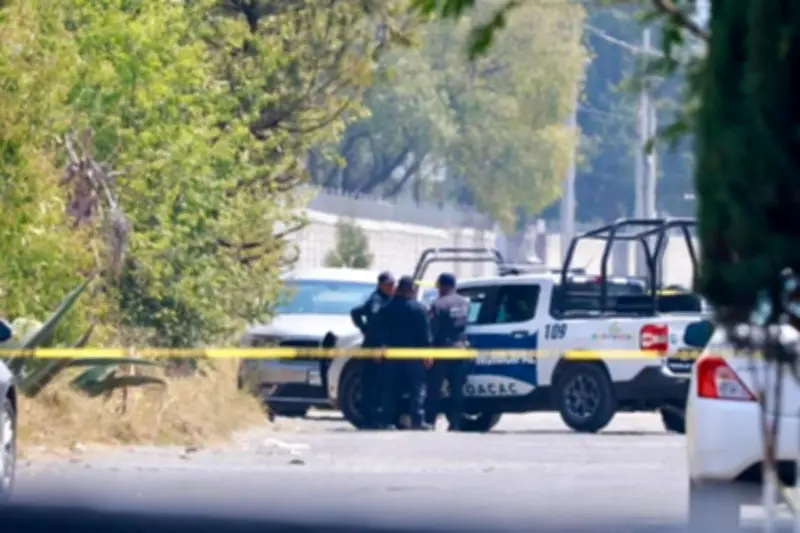 Liberan a cinco leones en predio de Ocoyoacac, Estado de México; autoridades investigan