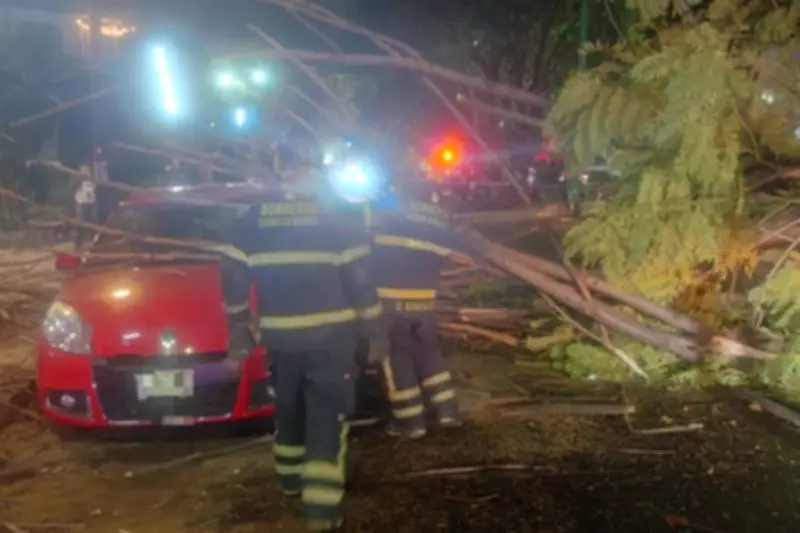 Lluvias y vientos intensos provocan caída de árboles en tres alcaldías de la CDMX
