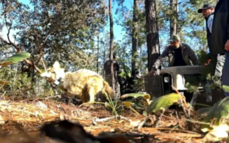 Lobo Mexicano Regresa a Durango Tras 50 Años: Un Hito Binacional de Conservación
