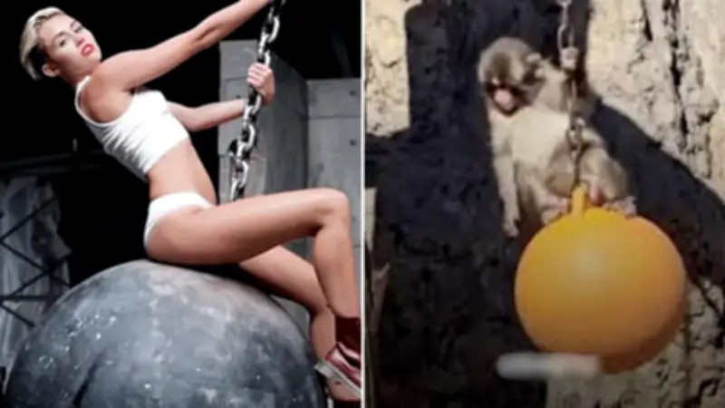 Macaco Punch se vuelve viral al imitar a Miley Cyrus con bola de demolición en zoológico japonés