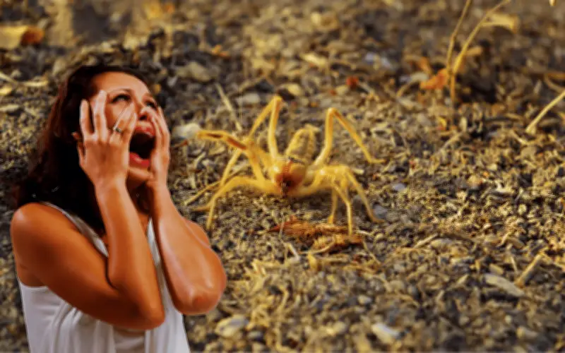 Madre de alacrán: el insecto que causa terror en México durante la temporada de calor