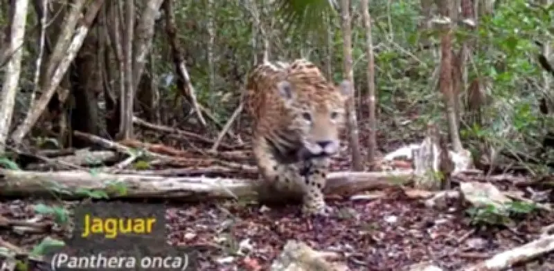Majestuoso jaguar captado en video durante puente vacacional en Parque Nacional Tulum