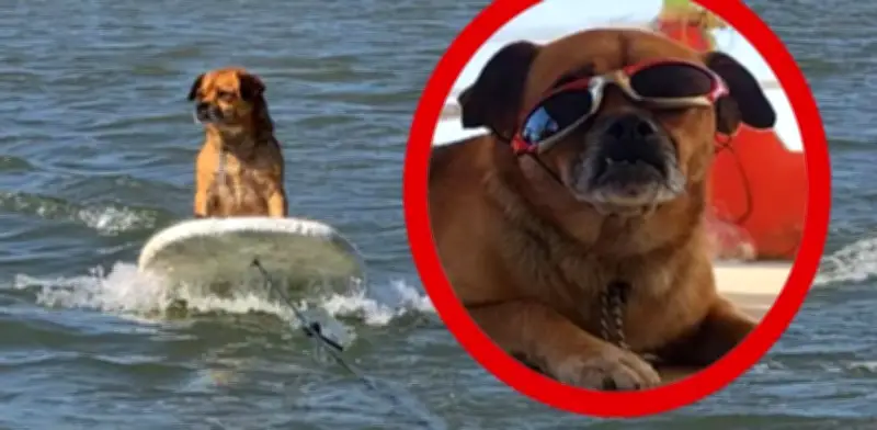 Marihuano, el perro surfista de Alvarado que conquista las redes con su talento