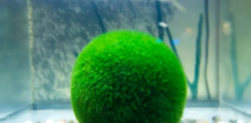 Marimo: La Esfera Japonesa que Vive Más de 100 Años con Cuidados Mínimos