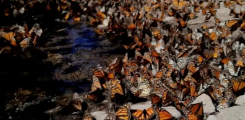 Mariposa monarca aumenta 64% su territorio de hibernación en México