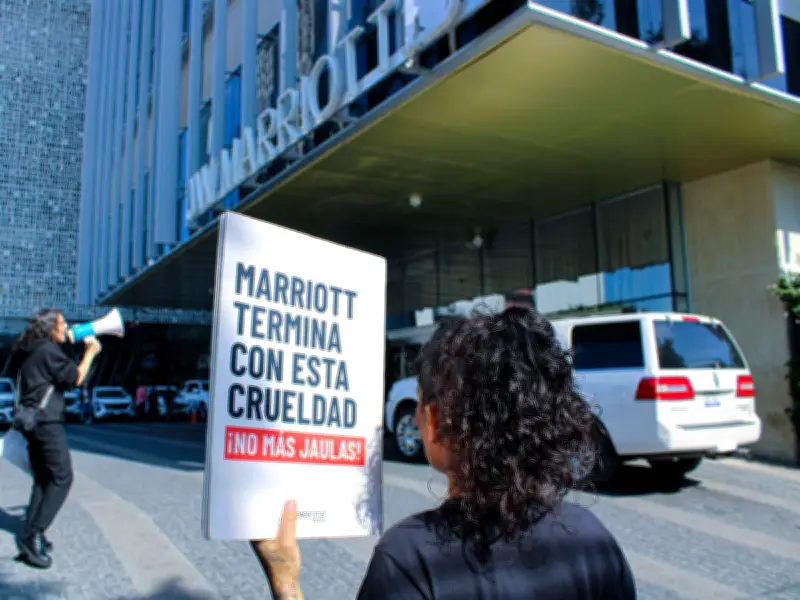 Marriott International incumple su compromiso global de huevo sin jaulas para 2025
