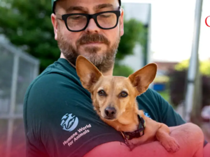 Mars invierte 726 mil dólares para salvar a 48,400 animales sin hogar en México