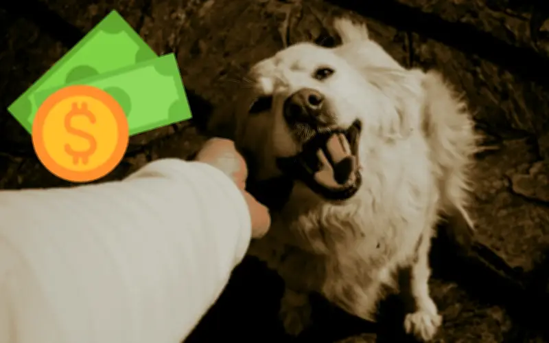 Mascotas en México: gasto mensual supera los mil pesos y enfrenta nuevos retos sanitarios