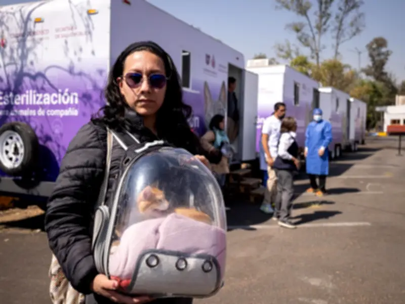 Megajornada de Esterilización en Tláhuac: CDMX Lanza Plan Masivo de Salud Animal