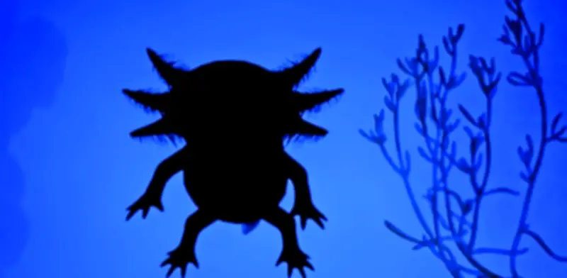 Melanie Smith reinterpreta al ajolote en una instalación artística en el Museo Jumex