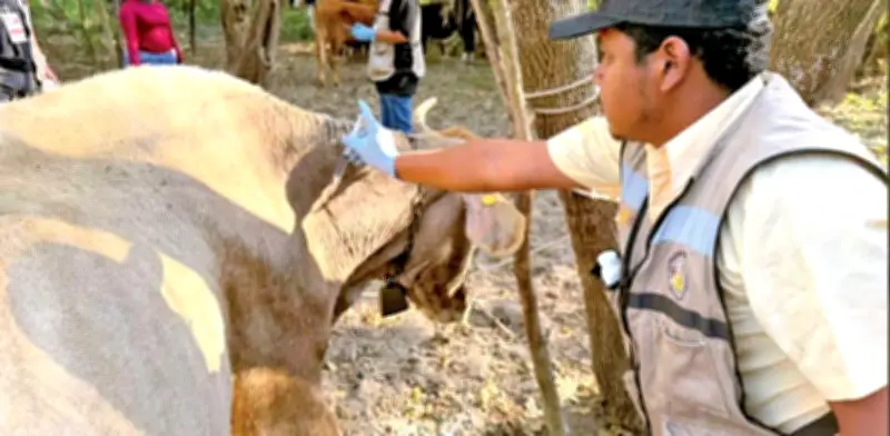 Miasis por Gusano Barrenador Supera 200 Casos en México, Chiapas Lidera