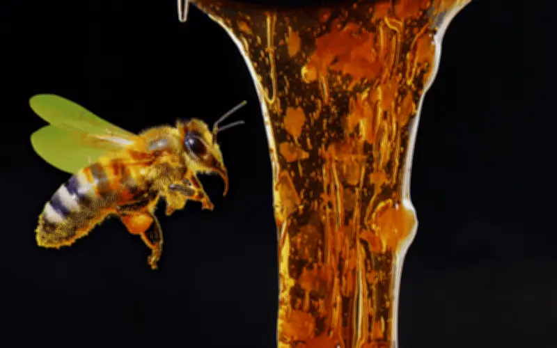 Miel Oscura: El Secreto Nutricional con Mayor Poder Antioxidante y Cicatrizante