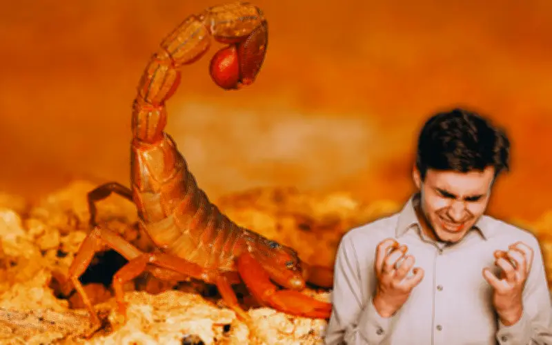 Mito peligroso en México: ¿Los alacranes no pican a personas corajudas?