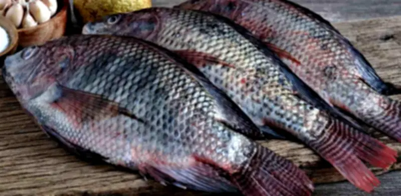 Mojarra para Cuaresma: ¿Mexicana o Normal? Guía Completa para Elegir la Mejor