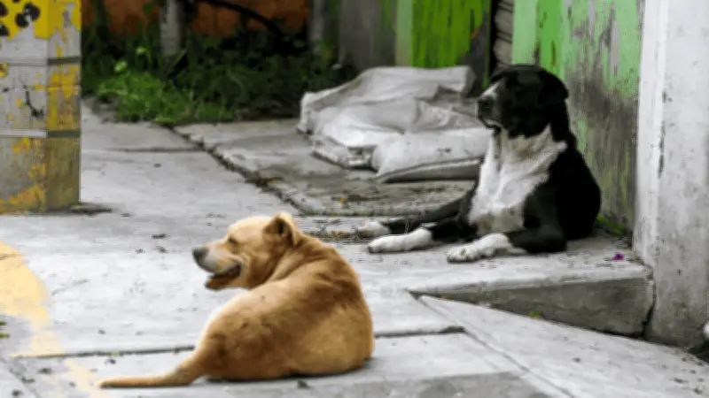 Mujer es atacada con machete en Puebla al defender perros callejeros de agresor
