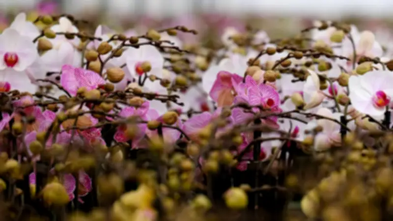 México florece: los destinos imperdibles para admirar orquídeas en primavera