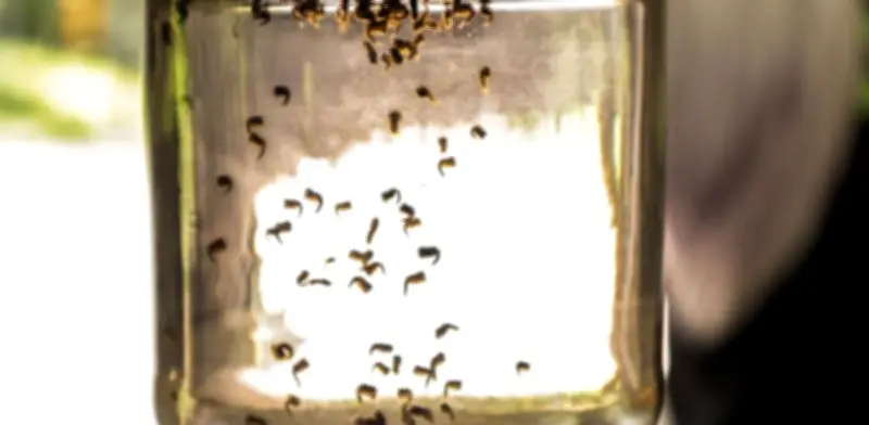 México registra 973 casos de dengue al inicio de marzo con 77 nuevos contagios