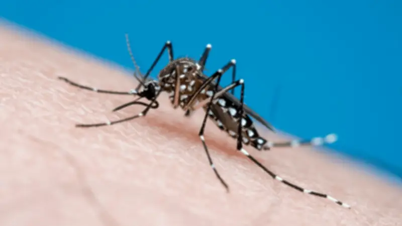 México registra 973 casos de dengue en marzo, con cinco estados concentrando el 80%