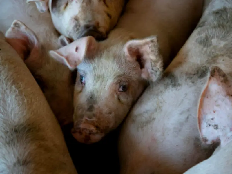 México revisará suspensión de importación de carne porcina española por brote de peste