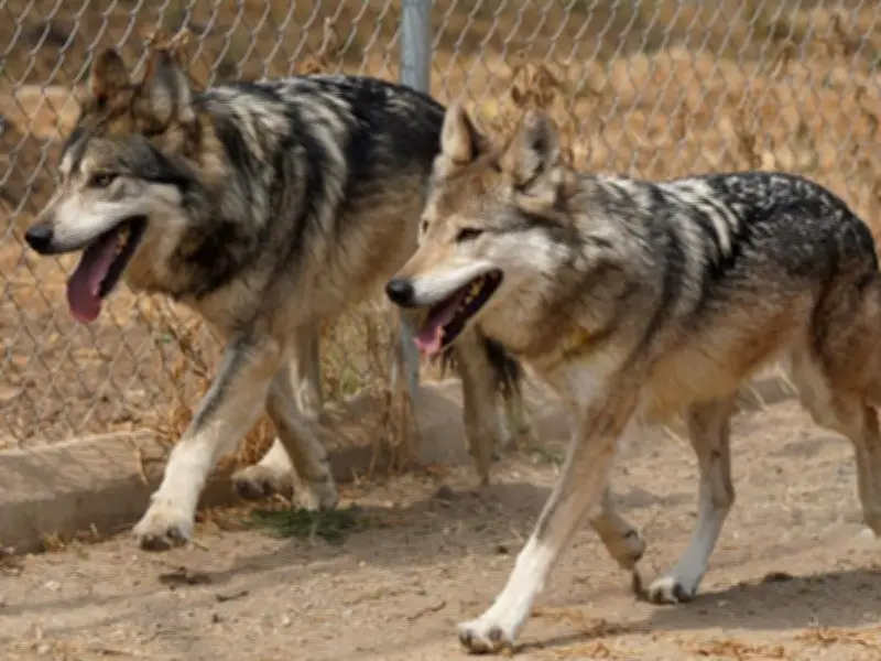 México y EU fortalecen conservación del lobo mexicano con nuevo recinto en San Juan de Aragón