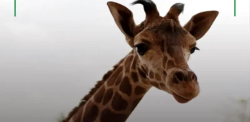 Nace jirafa macho en CDMX y convocan a ciudadanos para elegir su nombre