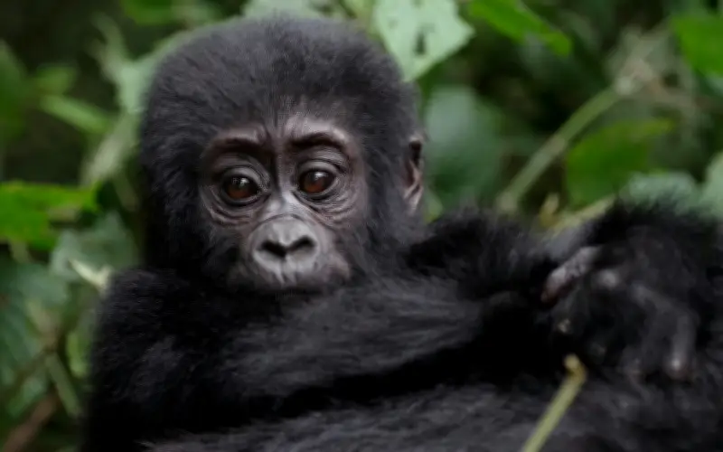 Nacimiento de gorila en Virunga fortalece recuperación de especie en peligro
