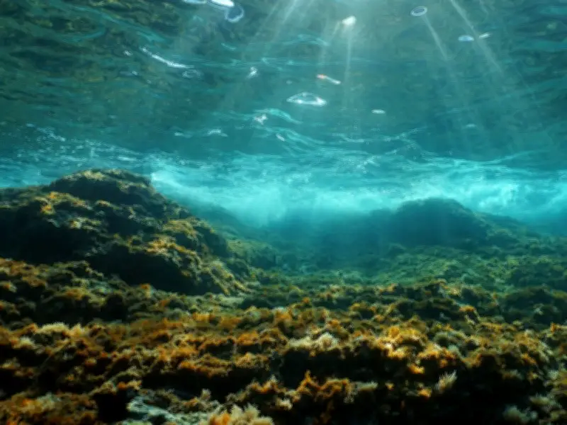 Nódulos polimetálicos: el tesoro abisal que despierta la codicia minera en el océano profundo