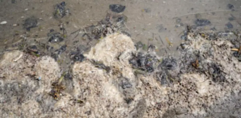 Nuevas manchas de crudo emergen en el Golfo de México tras derrame inicial