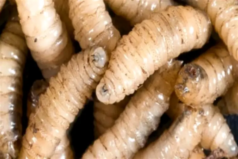 Nuevo León Confirma Cuarto Caso de Gusano Barrenador en Ganado