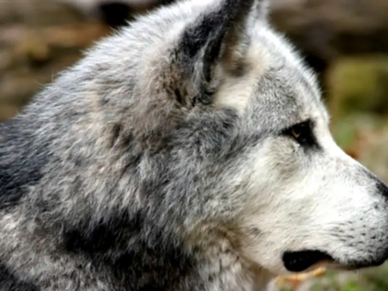 Nuevos estudios genéticos revelan que los perros llegaron a Europa hace 16 mil años