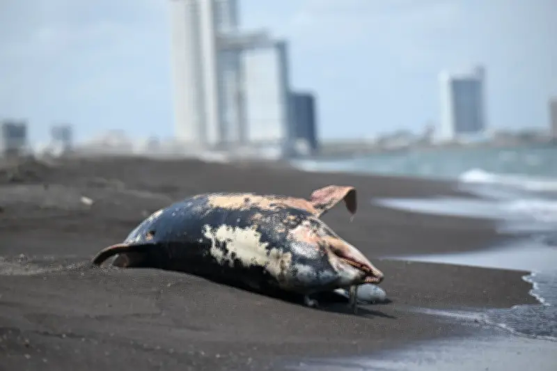 ONGs revelan que derrame en Golfo de México inició en febrero, no en marzo