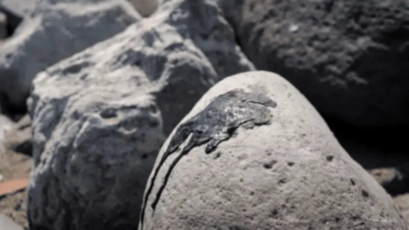 Organizaciones ambientales denuncian opacidad en derrame de hidrocarburos en Golfo de México