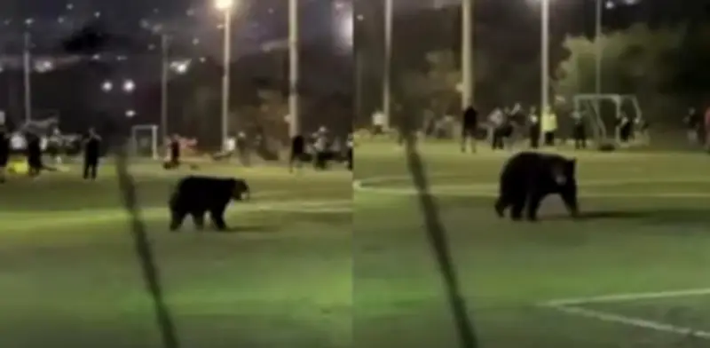 Oso negro interrumpe entrenamiento infantil de Pumas en San Pedro Garza García