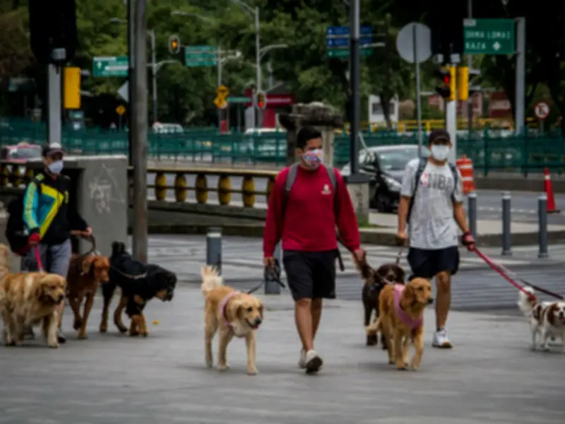 PAN propone endurecer sanciones por pasear perros sin correa en CDMX