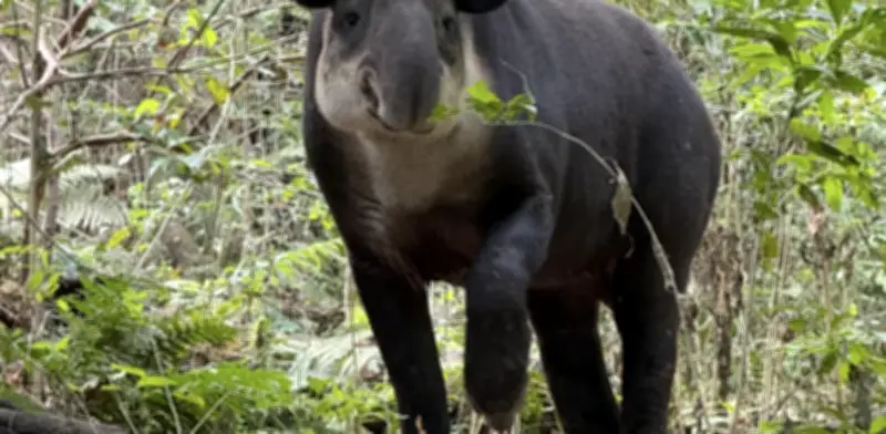 Panchito el tapir mejora en ZooMAT tras captura en Veracruz, pero sigue delicado