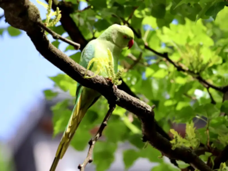 Pericos argentinos invaden Guadalajara: Riesgos ecológicos y sanitarios