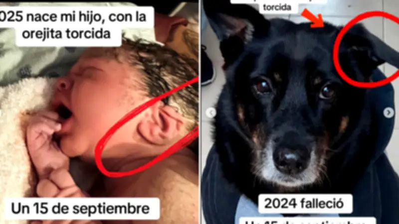 Perro fallecido deja señal en bebé: oreja doblada idéntica a la de su mascota