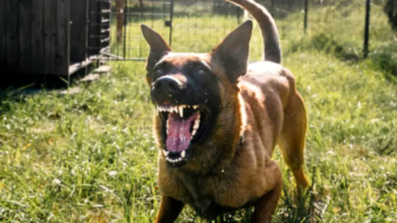 Perro heroico frustra huida de presunto agresor en la alcaldía Cuauhtémoc, CDMX