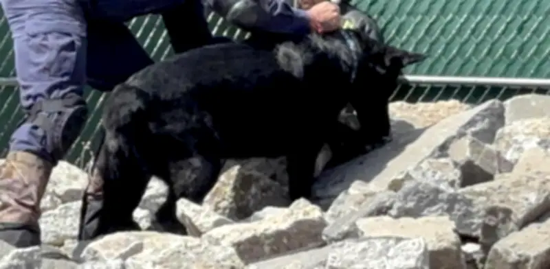 Perro rescatista Togo, héroe clave en derrumbe de San Antonio Abad en CDMX