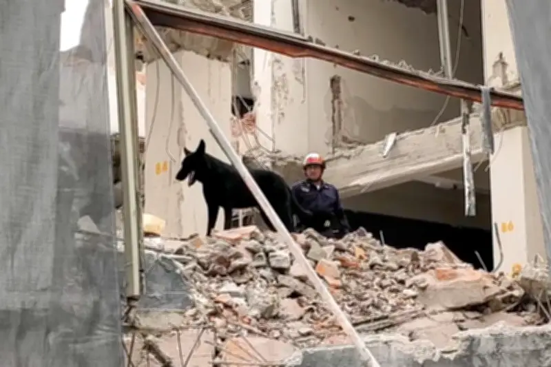 Perro Togo reduce tiempos de rescate en operaciones de emergencia en México