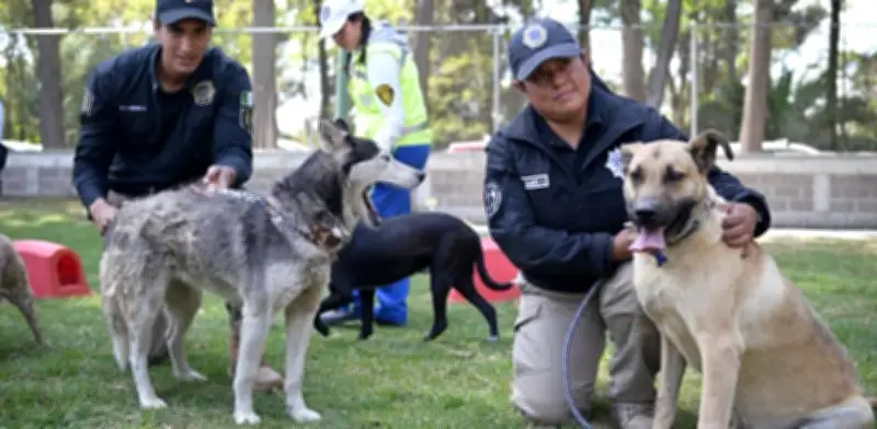 Perros Franciscanos No Regresarán al Refugio por Falta de Condiciones Jurídicas y Físicas