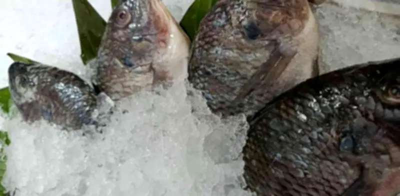 Pescado Fresco vs Congelado: La Verdadera Batalla en tu Cocina