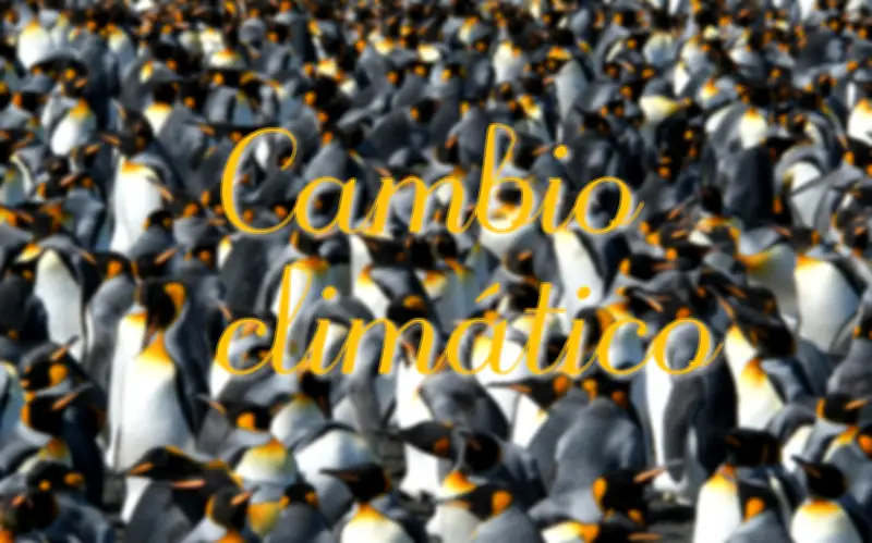 Pingüinos Rey: La Especie que Prospera Frente al Calentamiento Global