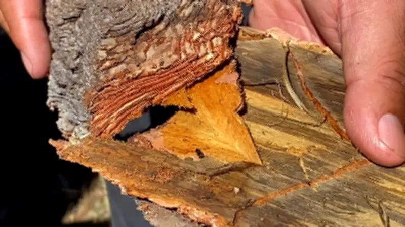 Plaga de gusano descortezador amenaza bosques y economía forestal en la sierra de Durango