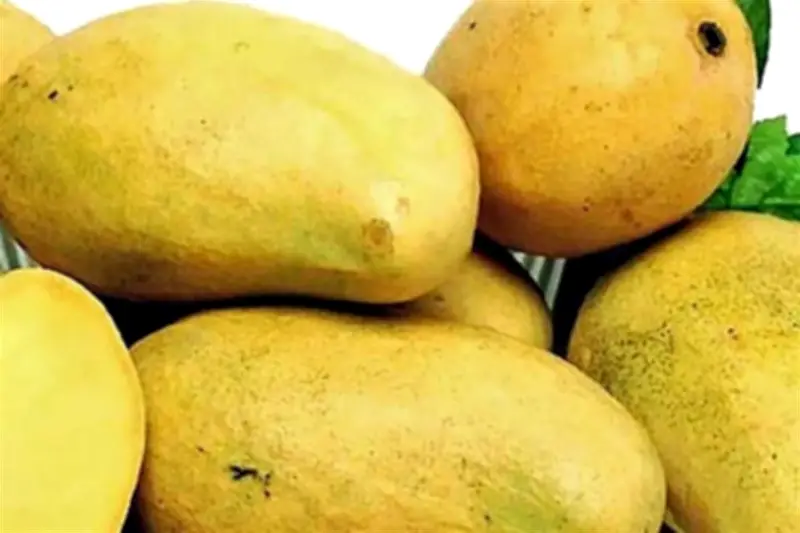 Plaga de mosca afecta cultivos de mango en Sinaloa, con pérdidas millonarias