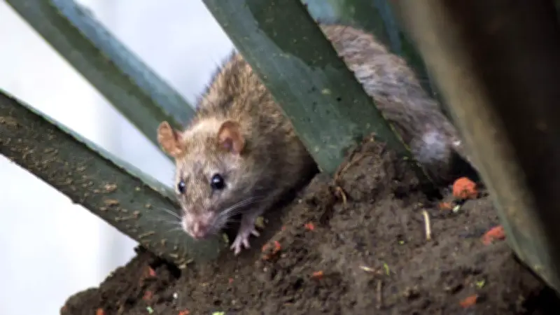 Plaga de ratas invade parques de la CDMX; basura acumulada agrava el problema