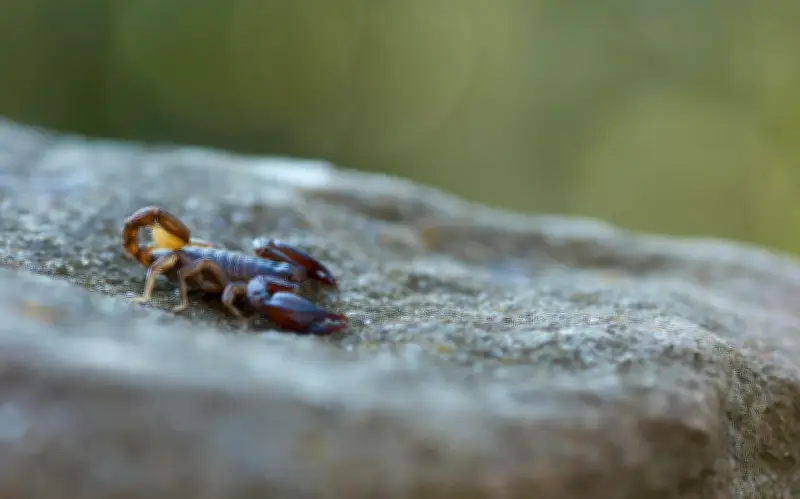 Plagas de insectos proliferan con el calor: riesgos y prevención en hogares mexicanos