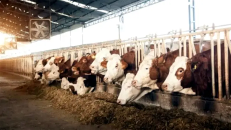 Planta vs. Barrenador: EU decidirá en 2 meses sobre disputa fronteriza con México