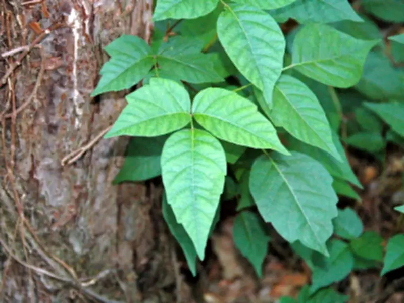 Plantas Venenosas: La Hiedra Venenosa y las Temibles 'Hinchahuevos'
